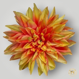 KZA06-8 Dalia wyrobowa 288szt