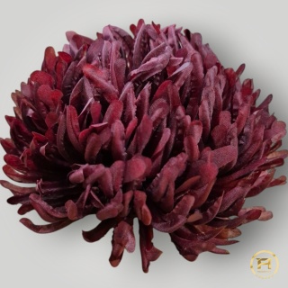 KTA727-3 Chryzantema wyrobowa 120szt