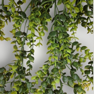 XR4445 Zwis bukszpan 24szt