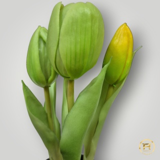 KK-100-MIX Tulipan Gumowy w doniczce 36szt