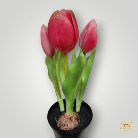 KK-100-MIX Tulipan Gumowy w doniczce 36szt