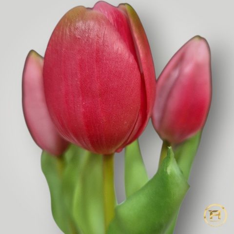 KK-100-MIX Tulipan Gumowy w doniczce 36szt