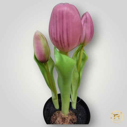 KK-100-MIX Tulipan Gumowy w doniczce 36szt