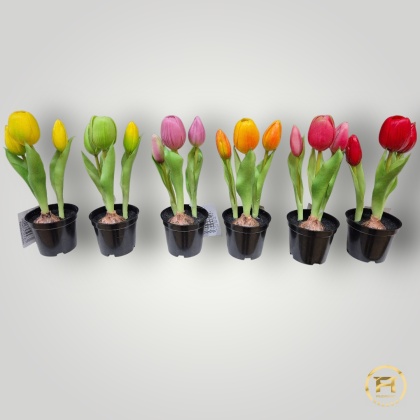 KK-100-MIX Tulipan Gumowy w doniczce 36szt