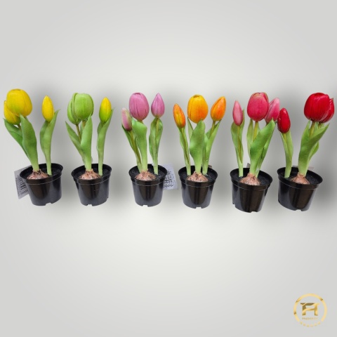 KK-100-MIX Tulipan Gumowy w doniczce 36szt