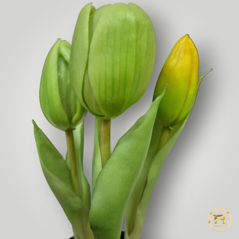 KK-100-MIX Tulipan Gumowy w doniczce 108szt