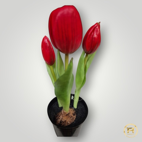 KK-100-MIX Tulipan Gumowy w doniczce 108szt