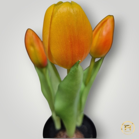 KK-100-MIX Tulipan Gumowy w doniczce 108szt