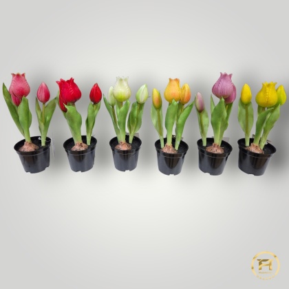KK-101-mix Tulipan Gumowy w doniczce 36szt