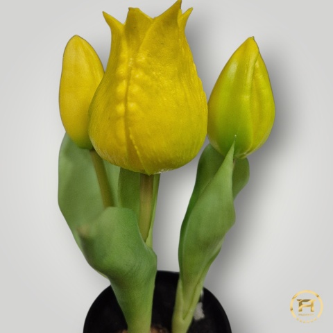 KK-101-mix Tulipan Gumowy w doniczce 36szt