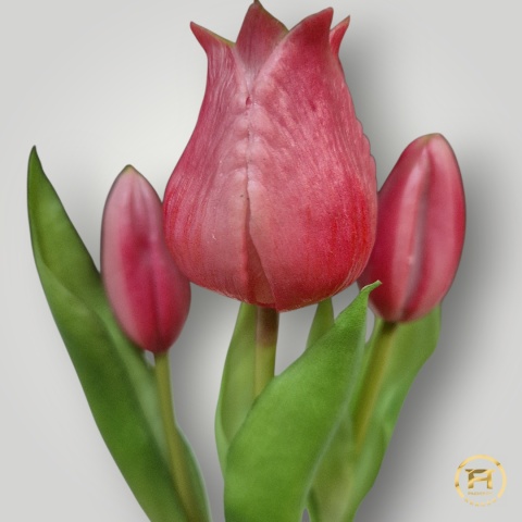 KK-101-mix Tulipan Gumowy w doniczce 36szt