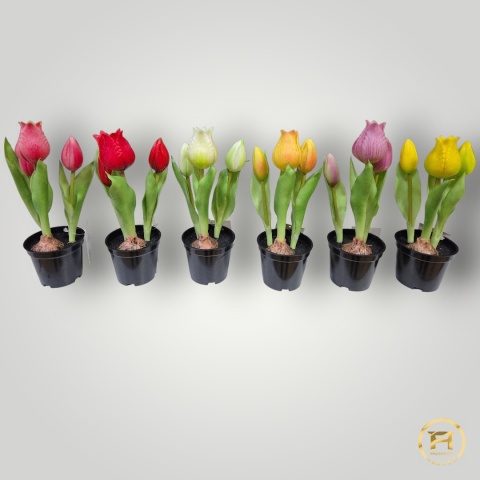 KK-101-mix Tulipan Gumowy w doniczce 108szt