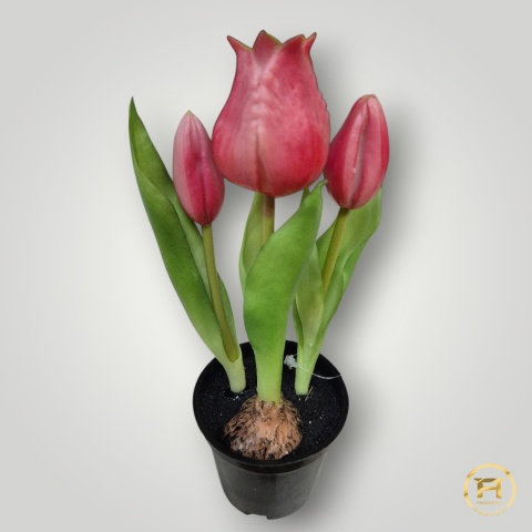 KK-101-mix Tulipan Gumowy w doniczce 108szt