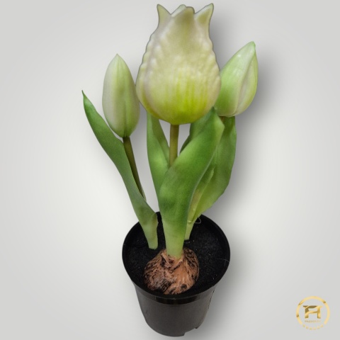 KK-101-mix Tulipan Gumowy w doniczce 108szt