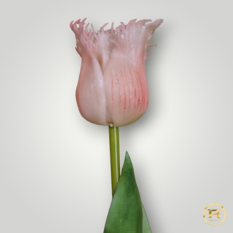 KK-202-mix Tulipan gumowy 36szt