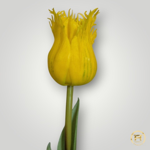 KK-202-mix Tulipan gumowy 216szt