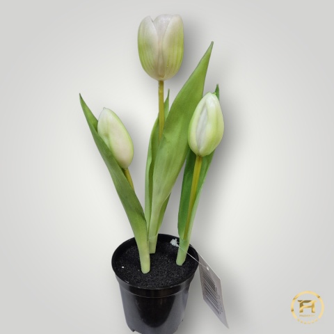 KK105-MIX Tulipan Gumowy 36szt