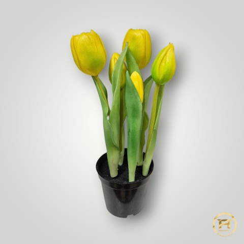 KK104-mix Tulipan Gumowy 36szt