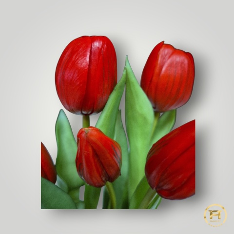 KK104-mix Tulipan Gumowy 36szt