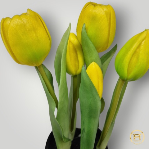 KK104-1 Tulipan Gumowy 36szt