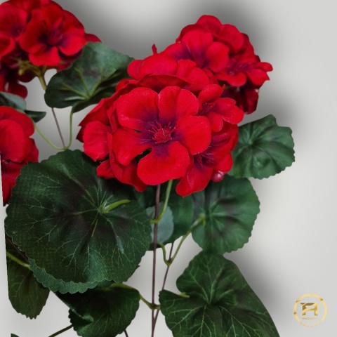 KMS-0240 Bukiet Pelargoni 288szt