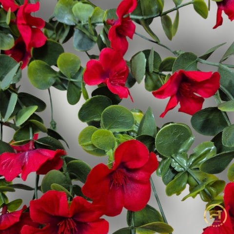 KMS-0241 Petunia wisząca 24szt