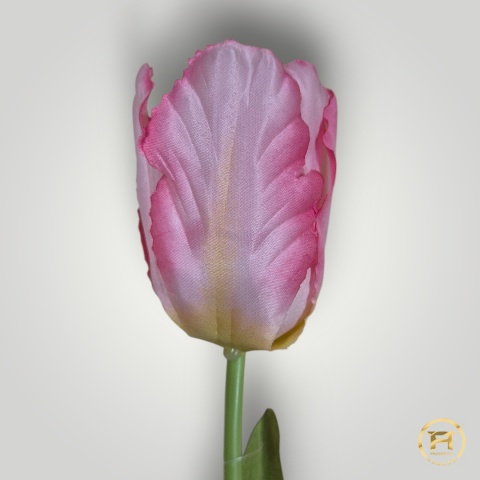 DMS-0190 Tulipan mix 480szt