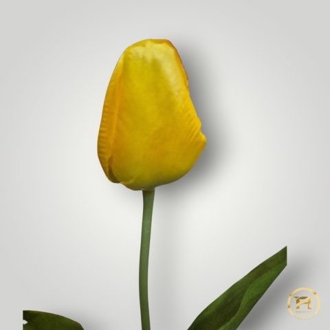 DYYG-091 Tulipan mix 72szt