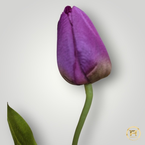 DYYG-091 Tulipan mix 720szt