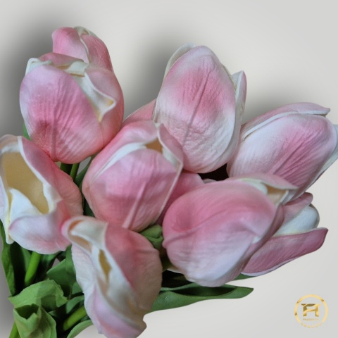 KMS-2020 Tulipan piankowy 360szt