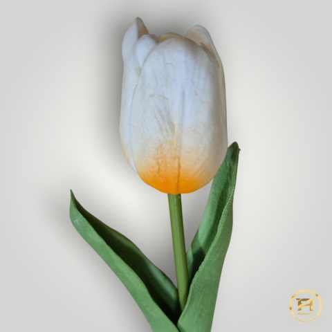 KMS-2020 Tulipan piankowy 360szt