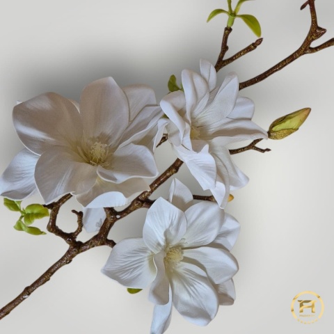 KDSA-009 Piankowa Magnolia 24szt