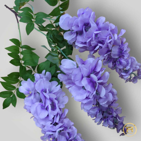 KWO725 Wisteria