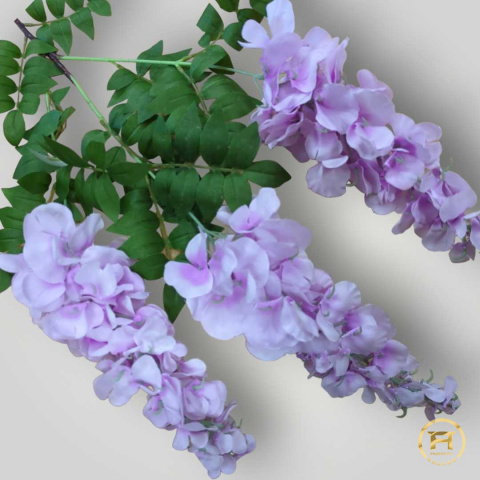 KWO725 Wisteria