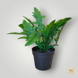 KWZ1985 Paproć Asplenium Mix 24 szt