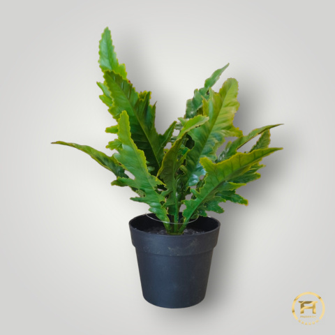 KWZ1985 Paproć Asplenium Mix 24 szt