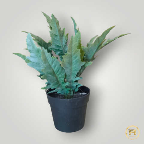 KWZ1985 Paproć Asplenium Mix 24 szt