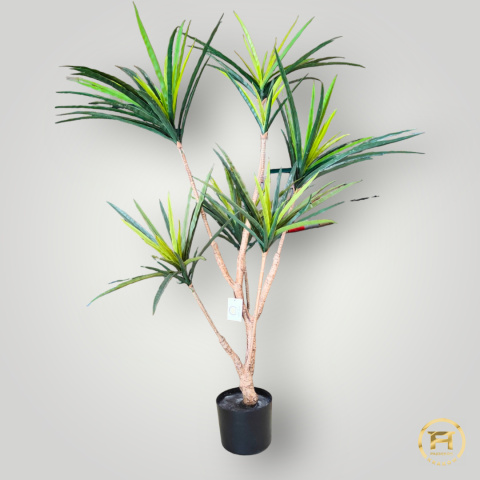 KWZ1972 Dracena Drzewo