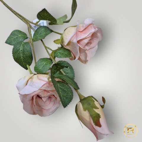 KSA495 Róża mix KSA495 Róża mix