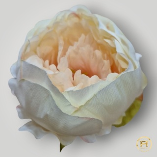 KSA852-27 Peonia